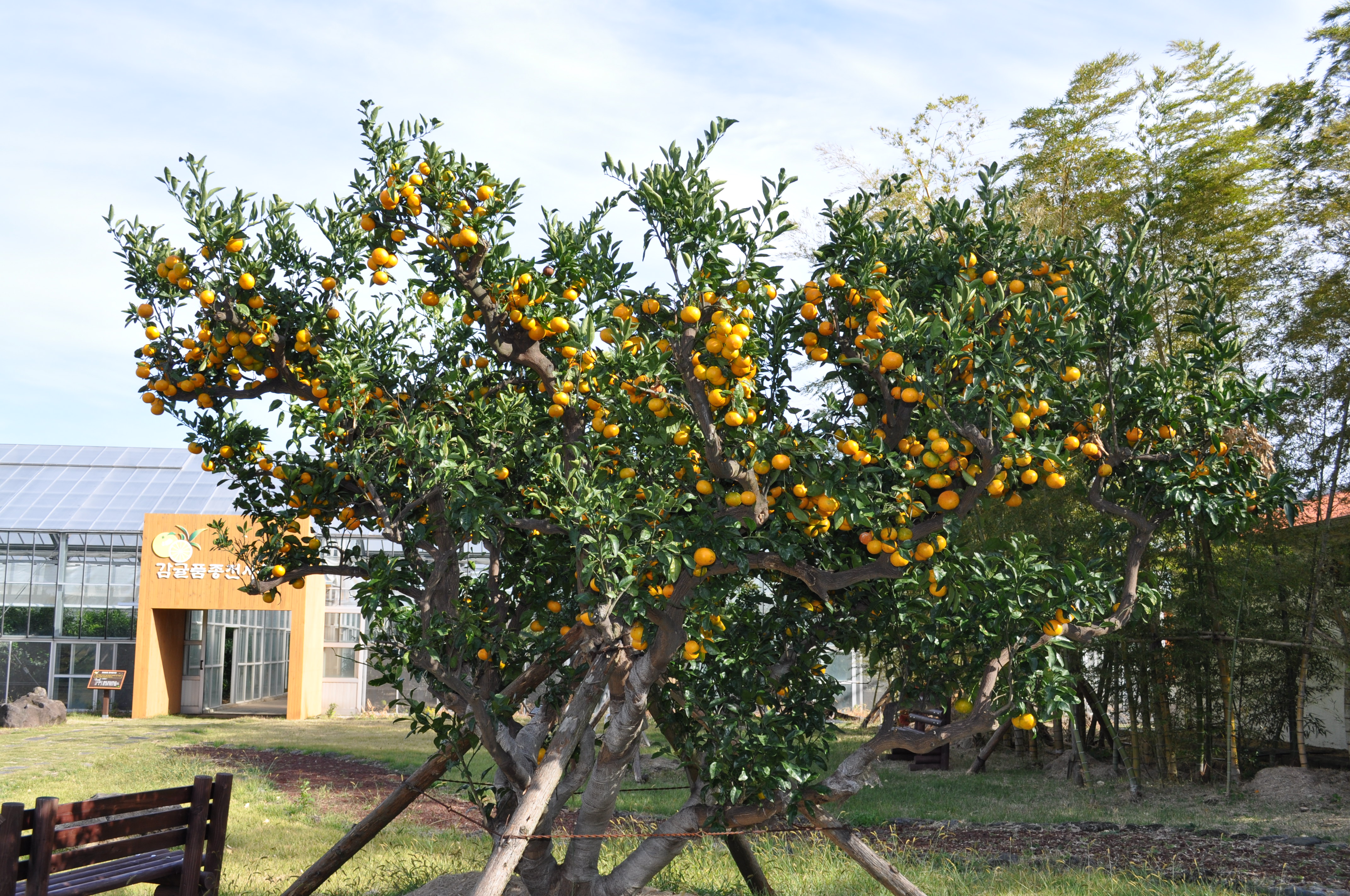 2013 서귀포세계감귤박람회!!!